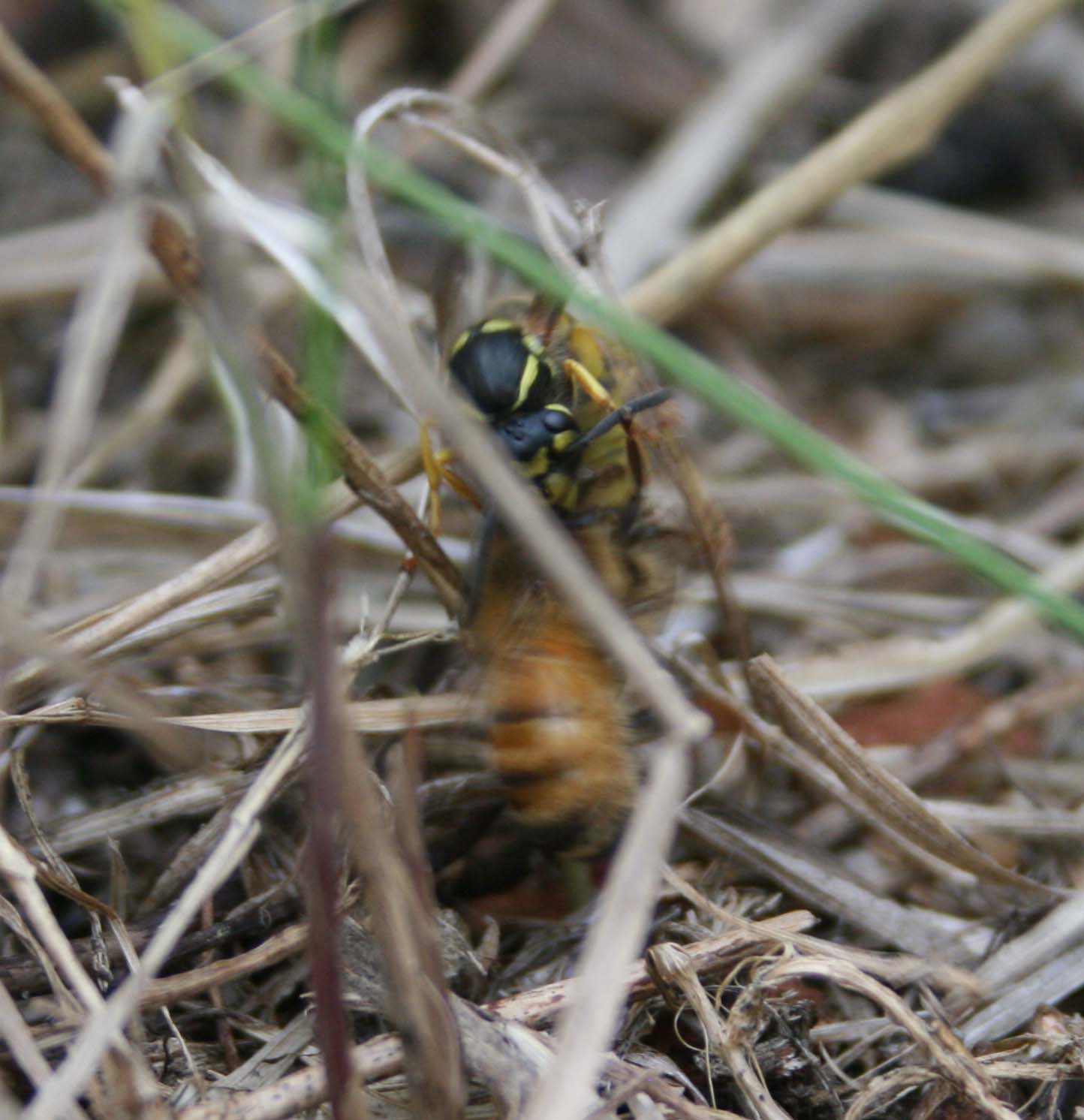 wasps-attacking-bees 135a.jpg